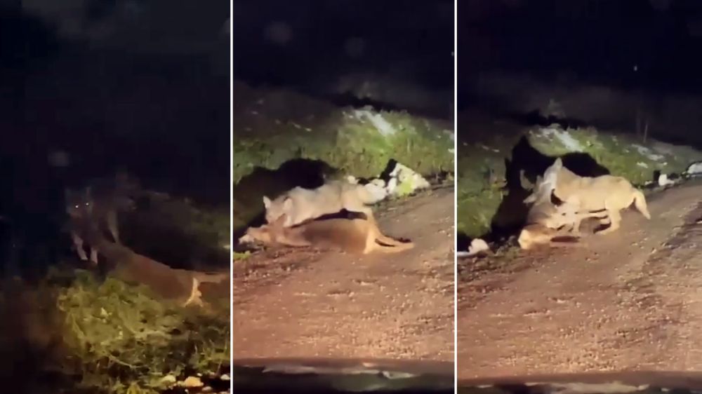 Un lobo acaba de cazar una corza y la arrastra por un camino